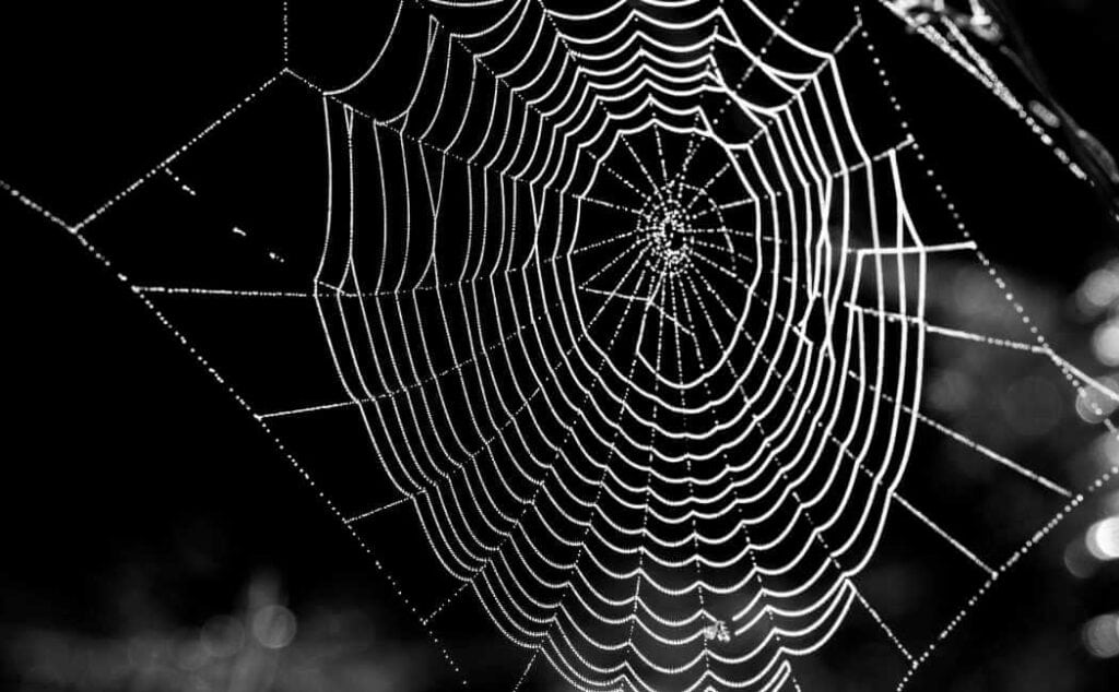 Are Spider Webs Flammable