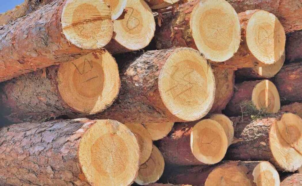 Can You Burn Pine Wood In A Fireplace